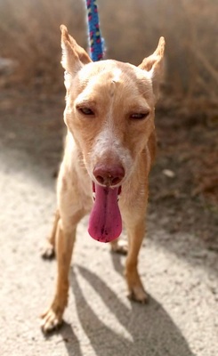 Skylo, Podenco Andaluz - Mix - Rüde