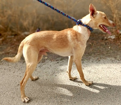 Skylo, Podenco Andaluz - Mix - Rüde