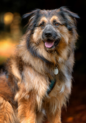 Sly, Briad-Mix - Rüde