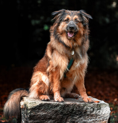 Sly, Briad-Mix - Rüde