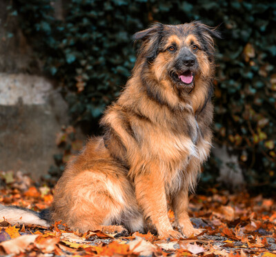 Sly, Briad-Mix - Rüde