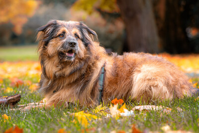 Sly, Briad-Mix - Rüde