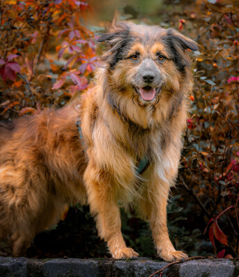 Sly, Briad-Mix - Rüde