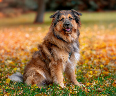 Sly, Briad-Mix - Rüde