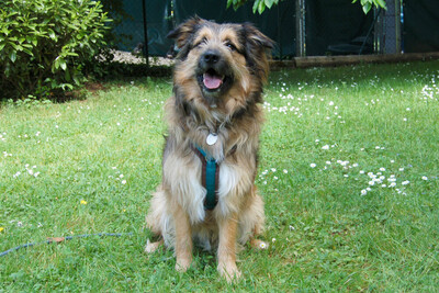 Sly, Briard-Mix - Rüde