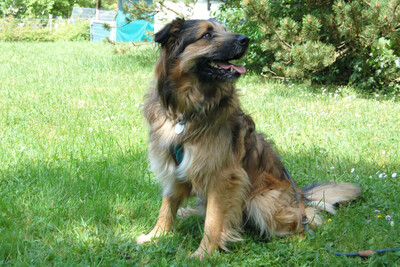Sly, Briard-Mix - Rüde