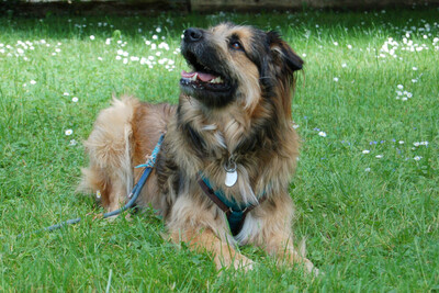 Sly, Briard-Mix - Rüde
