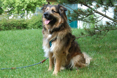 Sly, Briard-Mix - Rüde