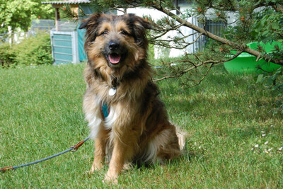 Sly, Briard-Mix - Rüde