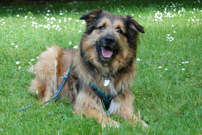 Sly, Briard-Mix - Rüde