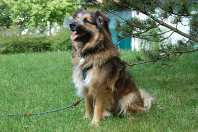 Sly, Briard-Mix - Rüde
