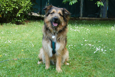 Sly, Briard-Mix - Rüde