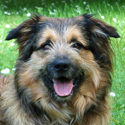 Sly, Briard-Mix - Rüde