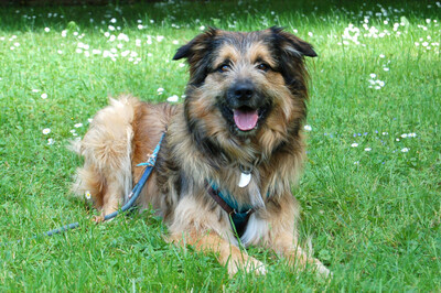 Sly, Briard-Mix - Rüde