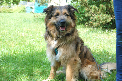 Sly, Briard-Mix - Rüde