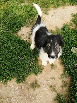 Smart, Mischling Welpen - Rüde