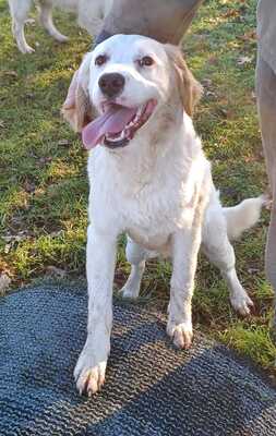 Smilla, Mischling Welpen - Hündin