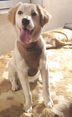 Smilla, Mischling Welpen - Hündin