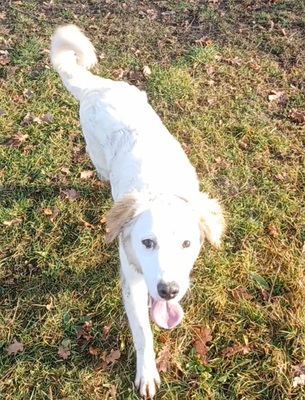 Smilla, Mischling Welpen - Hündin