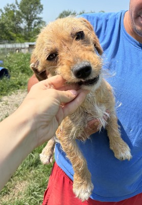Smilla, Mix - Hündin