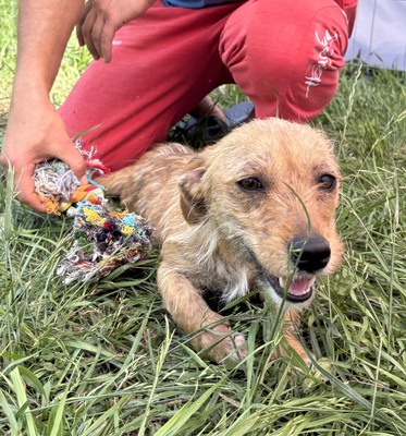 Smilla, Mix - Hündin