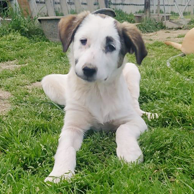 Smilla / Reserviert, Mischling - Hündin