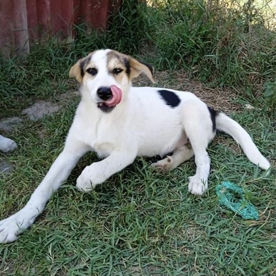 Smilla / Reserviert, gr. Schäferhund-Mischling Welpen - Hündin