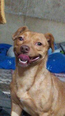 Smillo, Mischling - Rüde