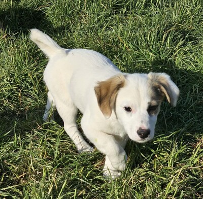 Smörre, Mischlinge Welpen - Rüde