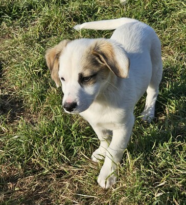 Smörre, Mischlinge Welpen - Rüde