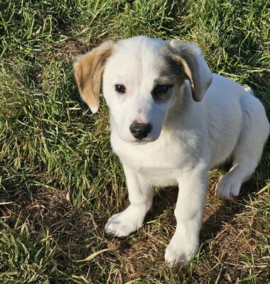 Smörre, Mischlinge Welpen - Rüde