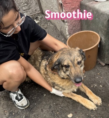 Smoothie, Schäferhund - Hündin