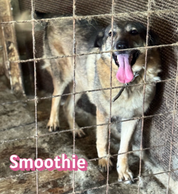 Smoothie, Schäferhund - Hündin