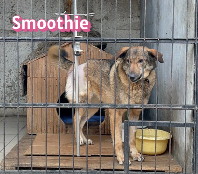 Smoothie, Schäferhund - Hündin