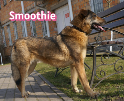 Smoothie, Schäferhund - Hündin