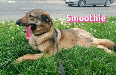 Smoothie, Schäferhund - Hündin
