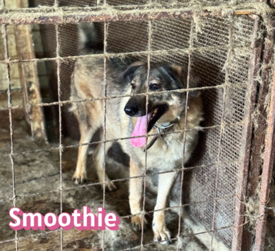 Smoothie, Schäferhund - Hündin