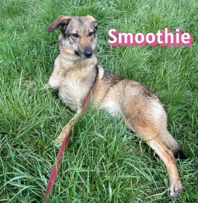 Smoothie, Schäferhund - Hündin