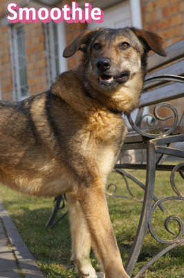 Smoothie, Schäferhund - Hündin