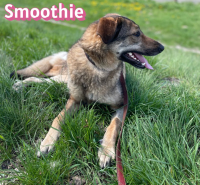 Smoothie, Schäferhund - Hündin