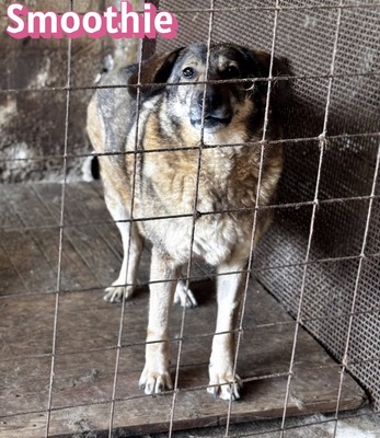 Smoothie, Schäferhund - Hündin