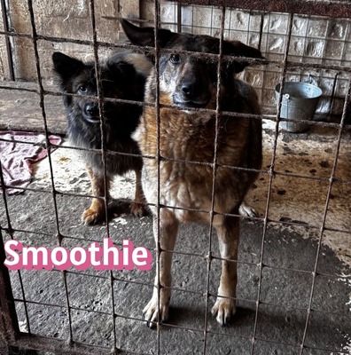 Smoothie, Schäferhund - Hündin