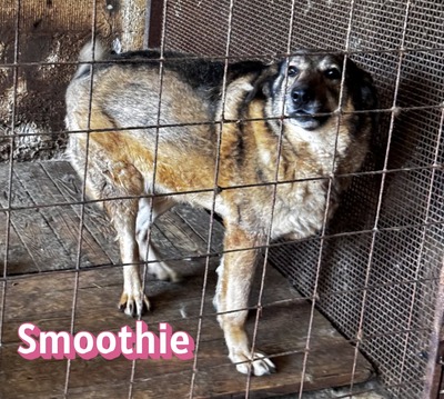 Smoothie, Schäferhund - Hündin