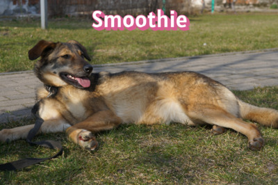 Smoothie, Schäferhund - Hündin