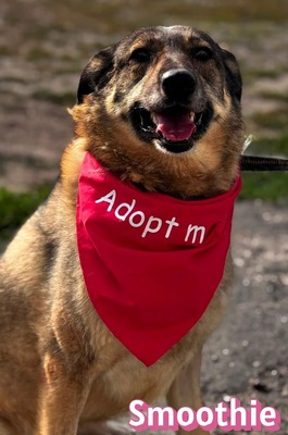 Smoothie, Schäferhund - Hündin