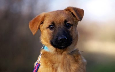 Smudo, Mischling Welpen - Rüde