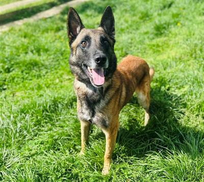 Snash super verträglicher Malinois Rüde sucht, Malinois - Rüde 1