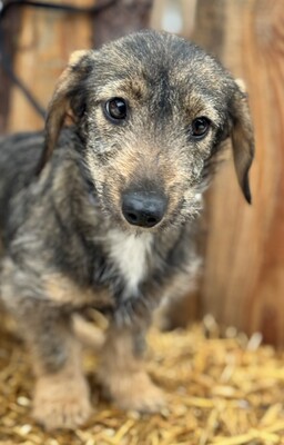 Snickers - liebe Dackel-Mix-Hündin sucht..., Dackel-Mischling Welpen - Hündin