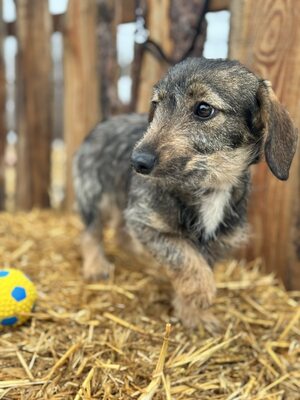 Snickers - liebe Dackel-Mix-Hündin sucht..., Dackel-Mischling Welpen - Hündin