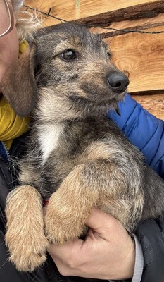 Snickers - liebe Dackel-Mix-Hündin sucht..., Dackel-Mix Welpen - Hündin